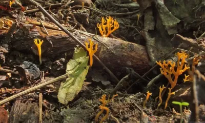 Школьники могут принять участие в конкурсе «По страницам Красной книги Орловской области»