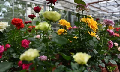 В Детском парке Орла состоится выставка сортовых роз