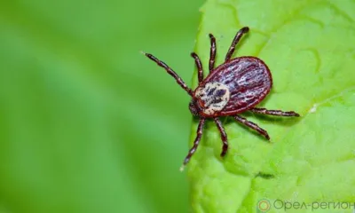 45 орловцев обратились в больницы после укусов клещей