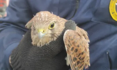 В Орле спасли застрявшую в окне подвала пустельгу