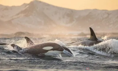 В России предлагается ввести запрет на вылов морских млекопитающих в культурно-просветительских и зрелищно-развлекательных целях