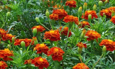 В Орле в сквере Ермолова высадили 1320 бархатцев