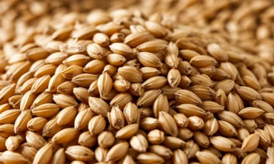 Орловская и Курская области обеспечили Германию и Латвию солодом