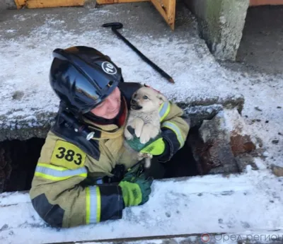 Орловские спасатели вытащили щенка из западни