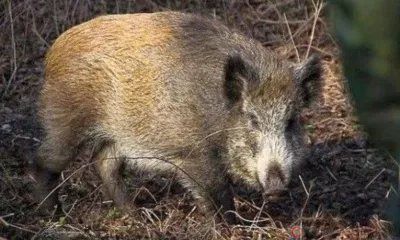 В Краснозоренском районе браконьеры убили трёх кабанов