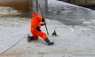 В Орле спасли примёрзшую к речному льду утку
