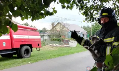 Орловские пожарные сняли с дерева серого кота