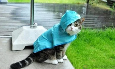 На Орловщину идут грозы