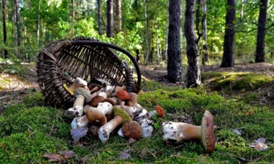 Орловчанка пошла с семьёй в лес за грибами и заблудилась