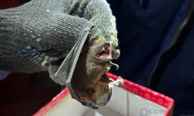 Орловские спасатели приютили летучую мышь