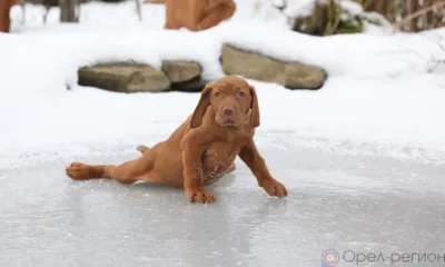 В ближайшие два дня на Орловщине будет скользко