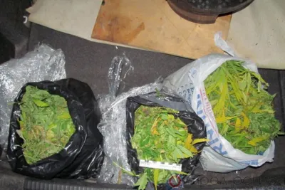 У ливенца изъяли крупную партию марихуаны