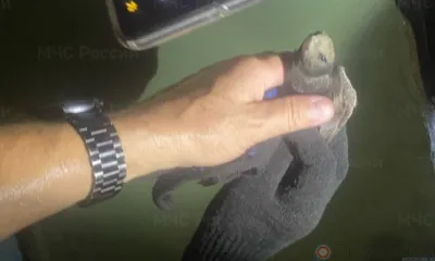 Летучая мышь оказалась в приёмном покое больницы в Орле