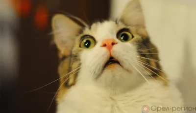 В Орле отключили отопление на ул. Комсомольской и горячую воду на ул. Латышских Стрелков