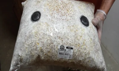 Из Орловской области в Беларусь впервые экспортировали грибницы вешенок