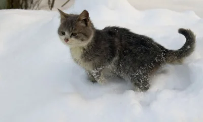 Метель накроет Орловщину