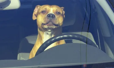 Орловцам до 24 октября ограничили движение по некоторым участкам городских дорог