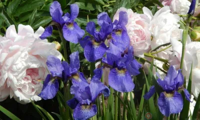 Завтра орловцы смогут посетить выставку коллекционных пионов и ирисов