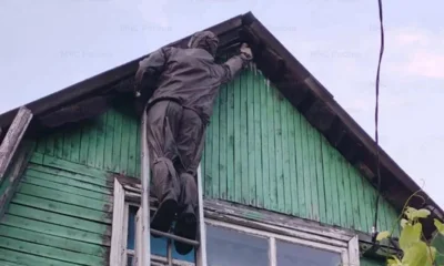 Орловцы попросили спасателей уничтожить гнездо шершней