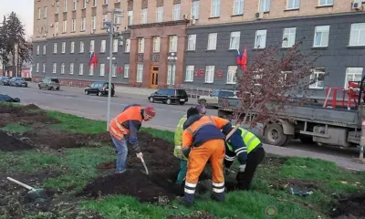 На площади Ленина в Орле посадят новые яблони