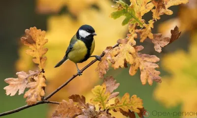 На Орловщину ненадолго вернулось тепло