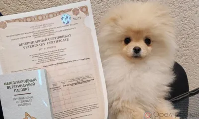 45 домашних питомцев из Орловской области побывали за границей
