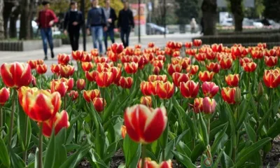 В Орле в этом году высадят 350 тысяч цветов