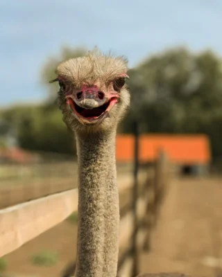 Фото 2. Необыкновенная птица стала визитной карточкой орловского села Злынь