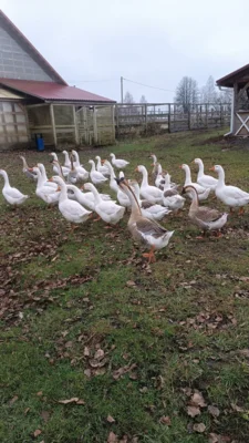 Фото 3. Необыкновенная птица стала визитной карточкой орловского села Злынь