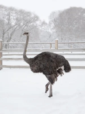 Фото 4. Необыкновенная птица стала визитной карточкой орловского села Злынь