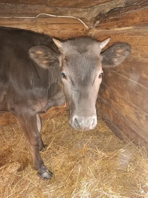 Фото 5. Необыкновенная птица стала визитной карточкой орловского села Злынь