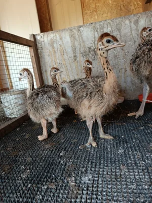 Фото 6. Необыкновенная птица стала визитной карточкой орловского села Злынь