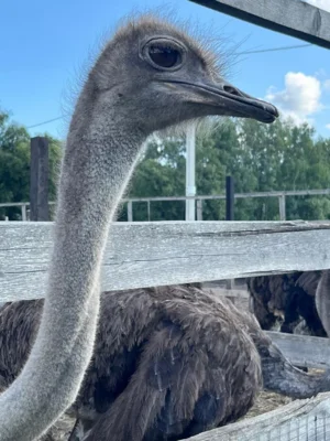 Фото 7. Необыкновенная птица стала визитной карточкой орловского села Злынь