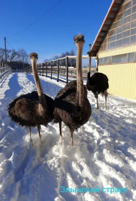 Фото 9. Необыкновенная птица стала визитной карточкой орловского села Злынь