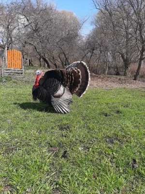 Фото 10. Необыкновенная птица стала визитной карточкой орловского села Злынь
