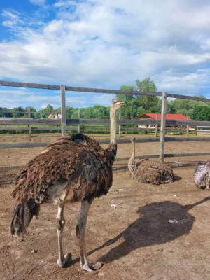 Фото 11. Необыкновенная птица стала визитной карточкой орловского села Злынь