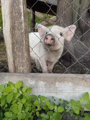 Фото 12. Необыкновенная птица стала визитной карточкой орловского села Злынь