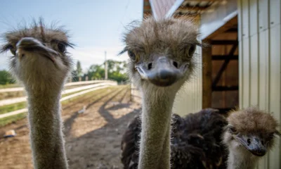 Необыкновенная птица стала визитной карточкой орловского села Злынь