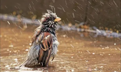 В Орле в ближайшие сутки ожидается сильный дождь