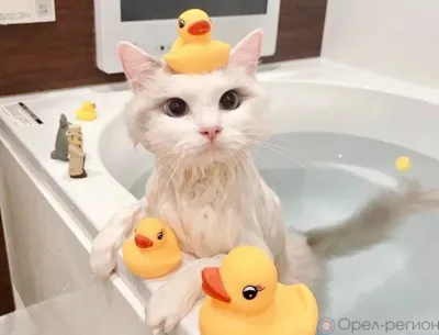 В Орле отключили горячую воду на шести улицах