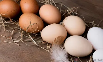 Более 116 тысяч инкубационных яиц ввезли в Орловскую область из Испании