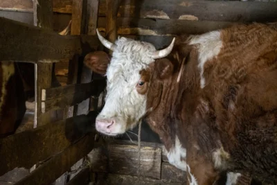 Фото 3. Соцконтракт помог семье из Глазуновского района увеличить поголовье скота