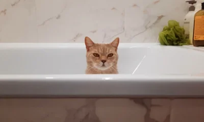 В Орле на сутки отключат котельную на пер. Карачевском, 23