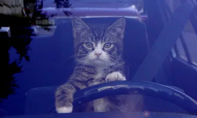 Орловцев 4 и 5 августа ждут ограничения на дорогах