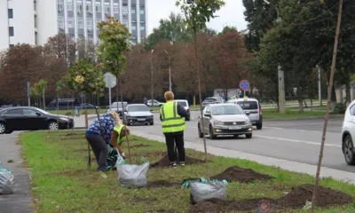 В Орле на улице Ломоносова высадили остролистные клёны