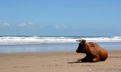 Азербайджан организовал пункт отдыха экспортируемых животных