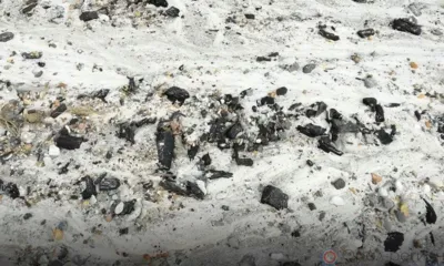 В Орловской области обнаружили древесину возрастом 163 млн лет