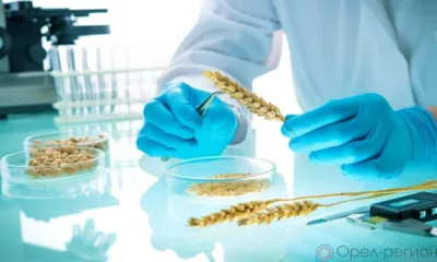 Более 90 тысяч га сельхозкультур проверили на ГМО на Орловщине