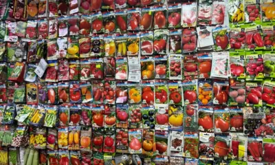 В Орле «Ясельная группа» и «Корюшка» оказались вне закона