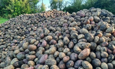 У орловских аграриев есть шанс получить субсидии на увеличение производства картофеля и овощей